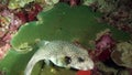 Actinopterygii Puffer fish with white in red corals in search of foodunderwater.