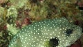 Actinopterygii Puffer fish with white in red corals in search of foodunderwater.