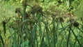 Actinoscirpus grossus. This grass is often made for woven materials Royalty Free Stock Photo