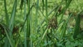 Actinoscirpus grossus. This grass is often made for woven materials Royalty Free Stock Photo