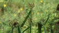 Actinoscirpus grossus. This grass is often made for woven materials Royalty Free Stock Photo