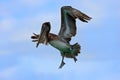 Action acrobatic scene with pelican. Pelican flying on thy evening blue sky. Brown Pelican splashing in water, bird in nature habi