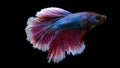 Action, aggressive, animal, aquarium, aquatic, background, beautiful, beauty, betta, black, blue, color, colorful, domestic, exoti