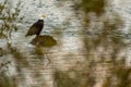 action alaska america american animal avian bald eagle beak beast of prey bird bird of prey birding british columbia canada carni Royalty Free Stock Photo