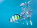 Tourist snorkeling with sergeant fish in the blue thai sea near Ko Ngai, Ko Lanta, Thailand Royalty Free Stock Photo