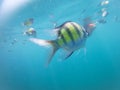 Tourist snorkeling with sergeant fish in the blue thai sea near Ko Ngai, Ko Lanta, Thailand Royalty Free Stock Photo