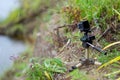 Action camera on a small tripod stands in the grass of the river under the flying snow. Royalty Free Stock Photo
