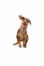 Cute puppy of Dachshund dog posing isolated over white background Royalty Free Stock Photo