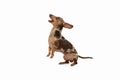 Cute puppy of Dachshund dog posing isolated over white background Royalty Free Stock Photo