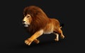 Action of Dangerous Lion with Clipping Path