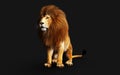 Action of Dangerous Lion with Clipping Path