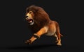 Action of Dangerous Lion with Clipping Path