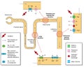 Action of diuretic drugs