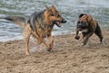Action dogs Royalty Free Stock Photo