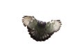 Action of homing pigeon bird approaching to landing on ground is Royalty Free Stock Photo