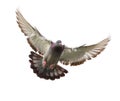 Action of homing pigeon bird approaching to landing on ground is Royalty Free Stock Photo