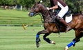 Action of Horse Polo Royalty Free Stock Photo