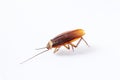 Action image of close-up cockroach isolated on white background.