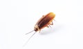 Action image of close-up cockroach isolated on white background.