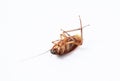 Action image of close-up cockroach isolated on white background.,