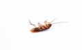 Action image of close-up cockroach isolated on white background