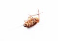 Action image of close-up cockroach isolated on white background