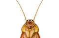 Action image of Cockroaches,.