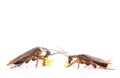 Action image of Cockroaches, Cockroaches isolated on white background