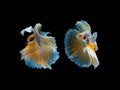 Action and movement of Thai fighting fish on a black background