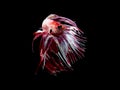 Action and movement of Thai fighting fish on a black background Royalty Free Stock Photo