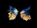 Action and movement of Thai fighting fish on a black background