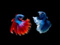 Action and movement of Thai fighting fish on a black background Royalty Free Stock Photo