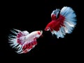 Action and movement of Thai fighting fish on a black background Royalty Free Stock Photo