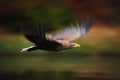 Action moving scene, Bird flight, Haliaeetus albicilla, White-tailed Eagle, birds of prey with forest in background, Norway