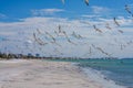 Action photo of a flock of seagulls in flight on the beach