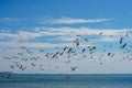 Action photo of a flock of seagulls in flight on the beach