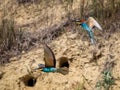 Action photo. Two Bee-eaters flying in a dynamic pose. Flying jewel.