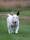 Action portrait of a moving white bull terrier