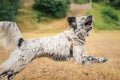 Action portrait of rescued border collie mix, dog adoption concept