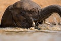 An action portrait of a swimming elephant, splashing, playing and drinking in a waterhole Royalty Free Stock Photo