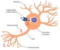 Action potential in a nerve cell Royalty Free Stock Photo