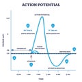 Action potential and neuron membrane spike after stimulus outline diagram