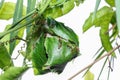 Ant nest on the leaves of passion fruit plant. Royalty Free Stock Photo