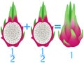 Action relationship of addition halves, examples with pitahaya. Educational game for children.