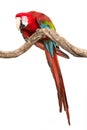 Action of scarlet macaw birds on branch of tree