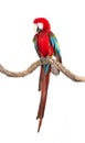 Action of scarlet macaw birds on branch of tree