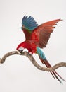 Action of scarlet macaw birds on branch of tree Royalty Free Stock Photo