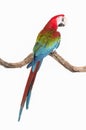 Action of scarlet macaw birds on branch of tree