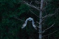 Action scene from the forest with owl. Flying Great Grey Owl, Strix nebulosa, above green spruce tree with orange dark forest back Royalty Free Stock Photo