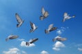Action Scene of Group of Rock Pigeons Flying in The Air Isolated on Blue Sky